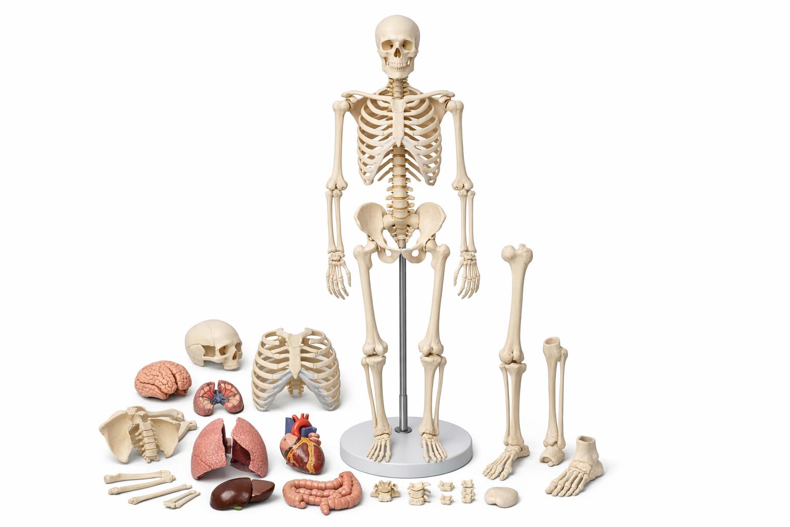 Modele anatomiczne: niezbędnik dydaktyczny w szkołach, uczelniach i gabinetach szkoleniowych